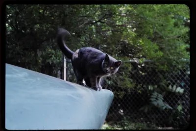 Aiko in the backyard Aug 87
